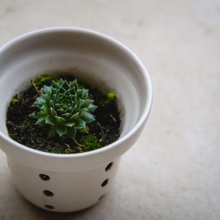 Self-Watering Planter